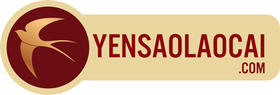 YẾN SÀO LÀO CAI